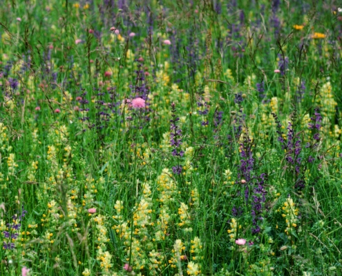 Blumenwiese