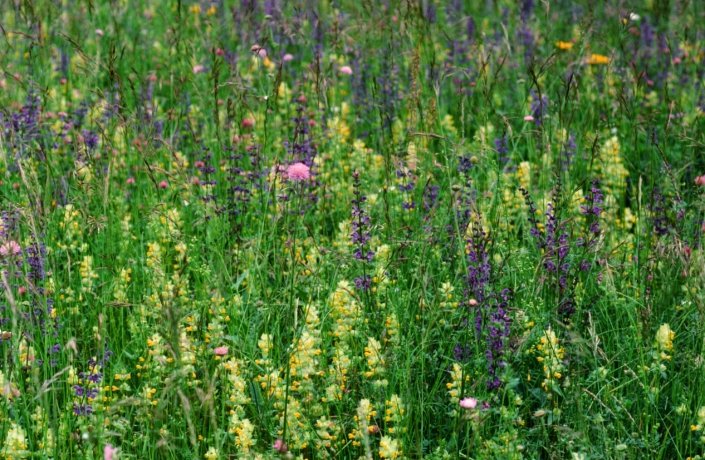 Blumenwiese