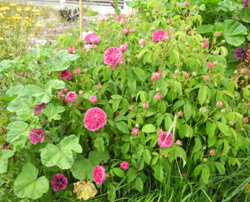 Strauch- und Kletterrosen