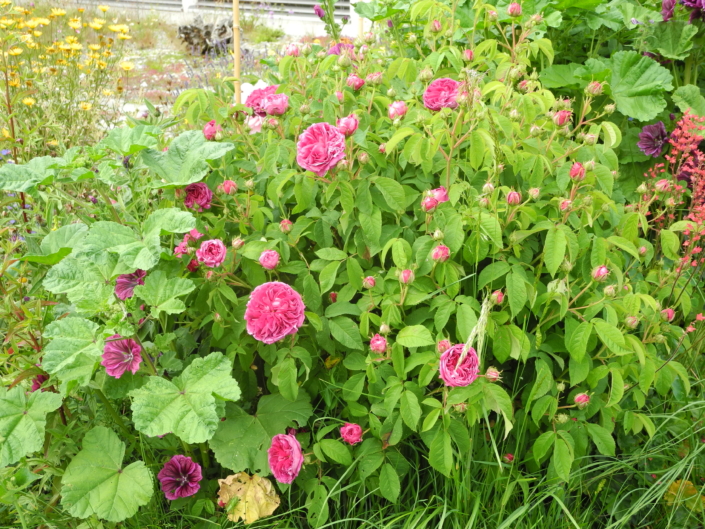 Strauch- und Kletterrosen